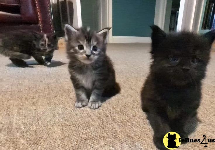 a group of maine coon maine coon kittens on carpet