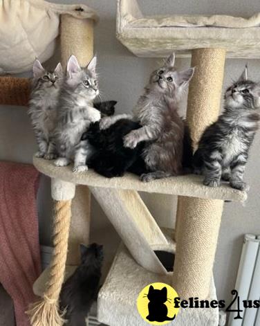 a group of maine coon maine coon kittens on a maine coon cat tree