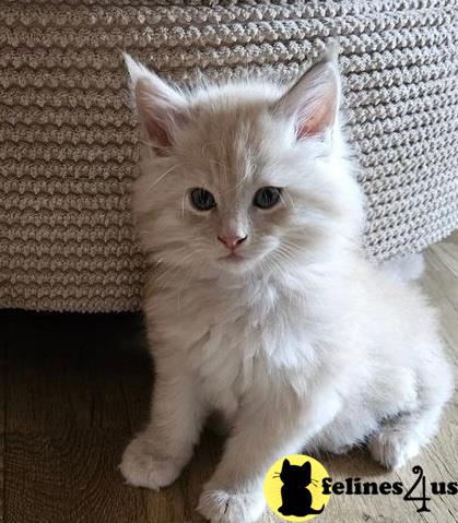 a maine coon cat sitting on a rug