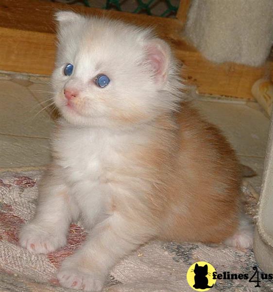 a maine coon kitten with blue eyes