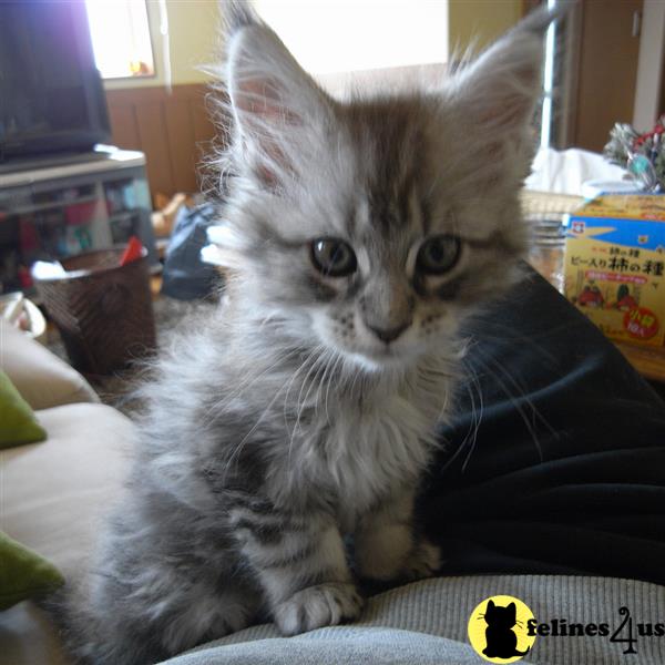 a maine coon cat sitting on a persons lap