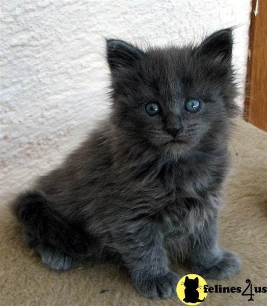 a maine coon kitten lying on a blanket