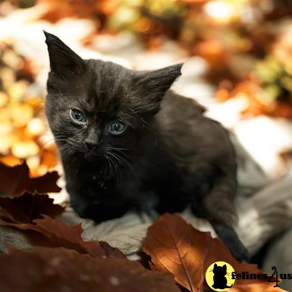 a black munchkin cat in a pile of leaves