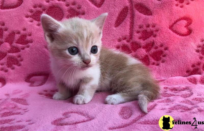 a munchkin kitten on a pink blanket