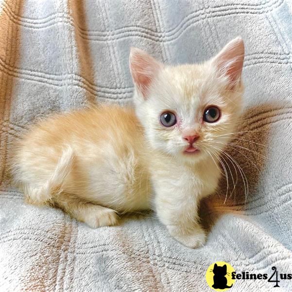 a munchkin cat lying on a couch