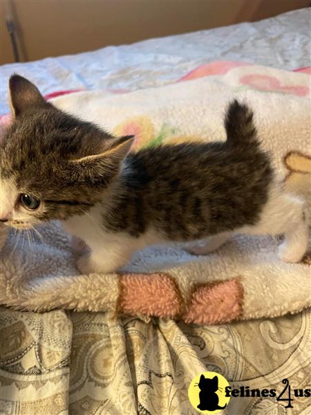 a couple of munchkin cats lying on a blanket