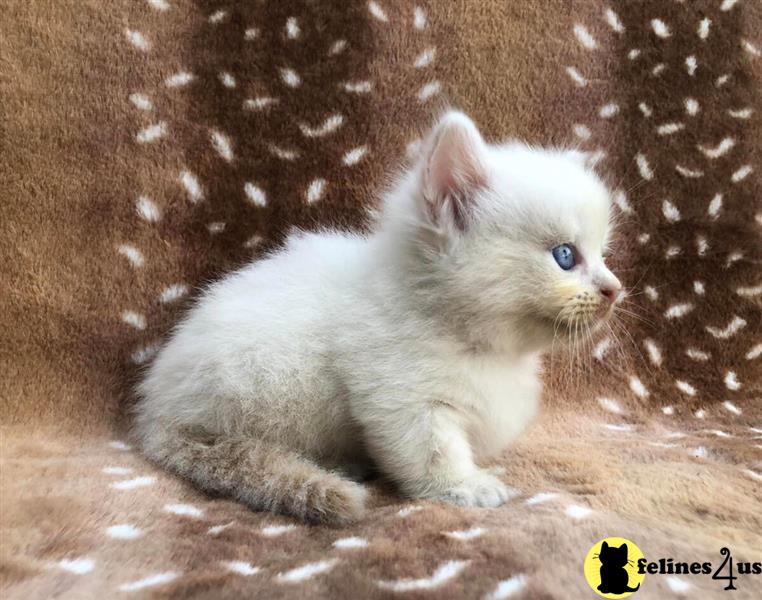 a small white munchkin kitten