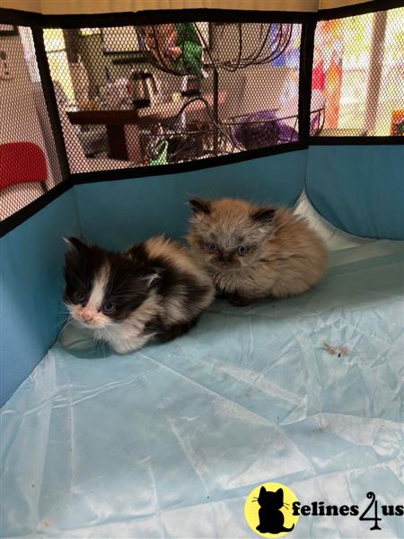 two munchkin cats lying on a bed