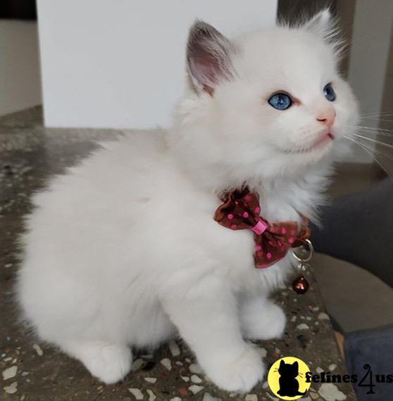 a white munchkin cat with blue eyes