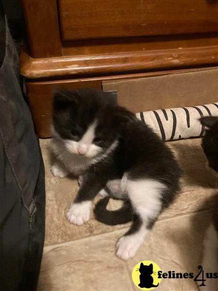 a munchkin cat lying on the floor