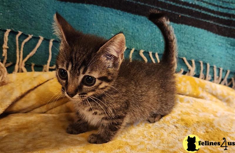 a munchkin kitten on a blanket