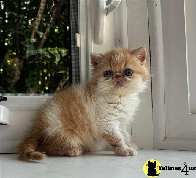 a munchkin cat sitting on a window sill