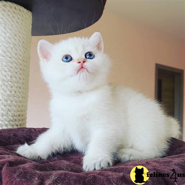 a white munchkin cat with blue eyes