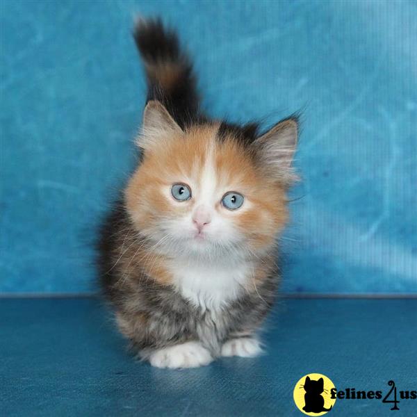 a munchkin cat with a human face