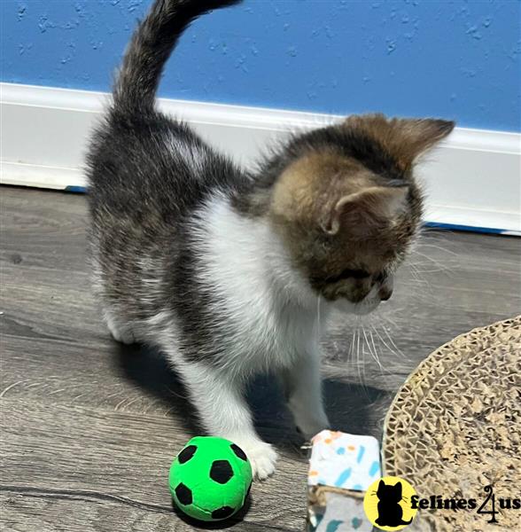 a munchkin cat playing with toys