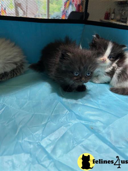 a couple of munchkin munchkin kittens on a blue blanket