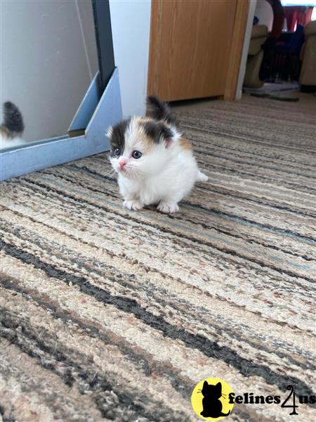 a munchkin kitten on a wood floor