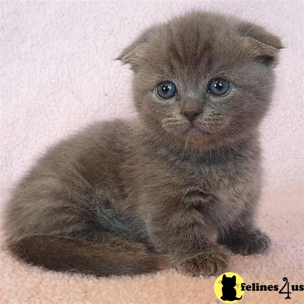 a munchkin kitten with blue eyes