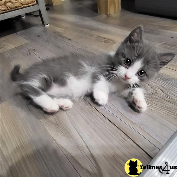 a munchkin cat lying on a wood floor