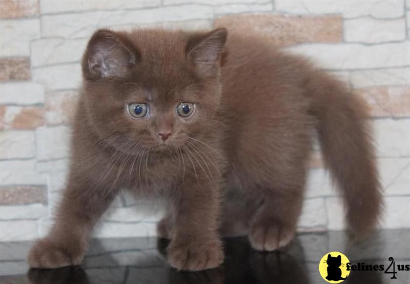 a british shorthair kitten standing on a brick wall