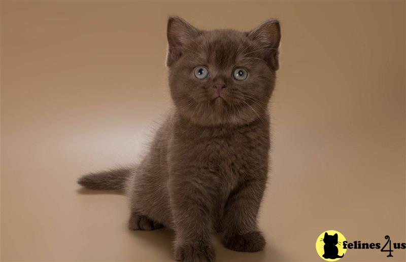 a british shorthair cat sitting looking at the camera