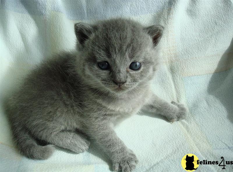 a british shorthair kitten lying down