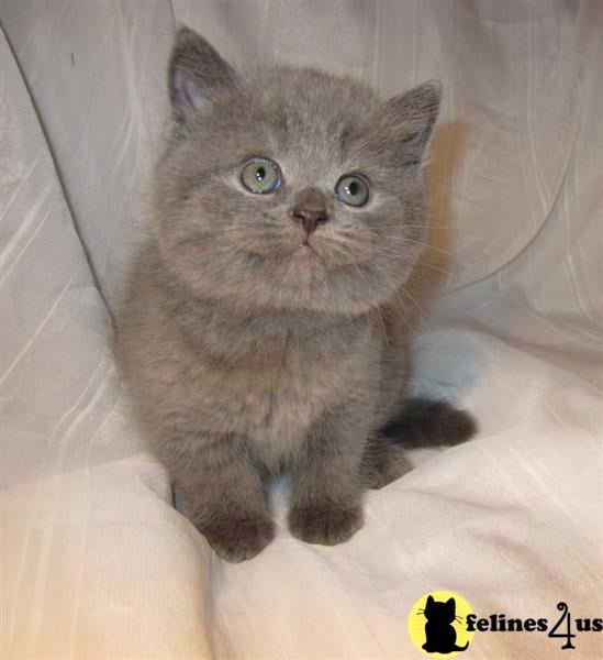 a british shorthair cat sitting on a bed