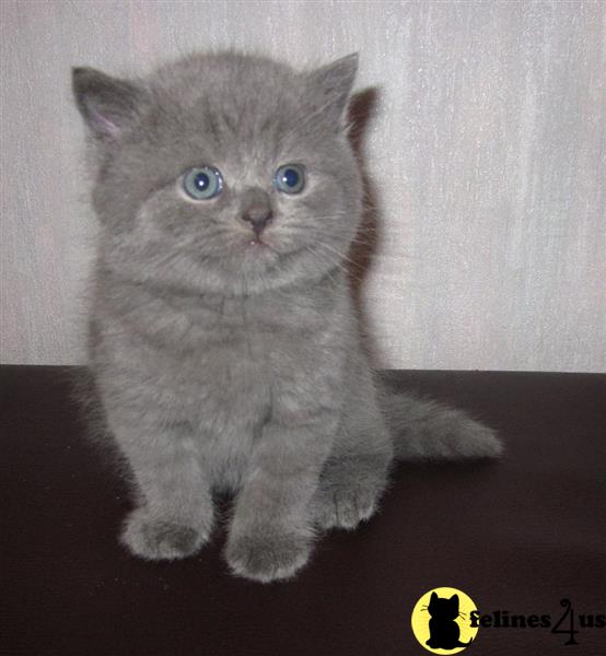 a british shorthair kitten sitting on a table