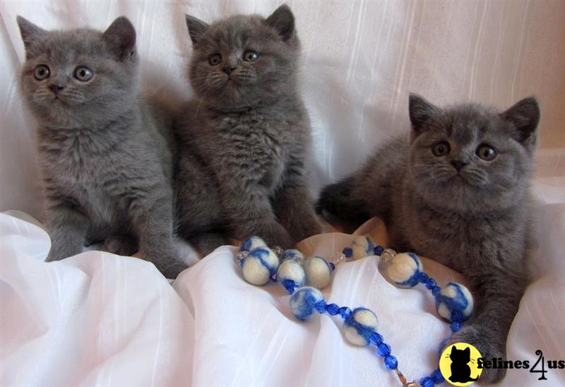 a group of british shorthair british shorthair kittens sitting on a bed