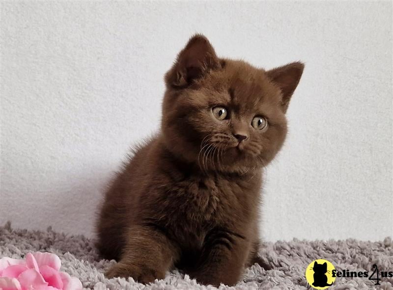 a british shorthair cat sitting on a blanket