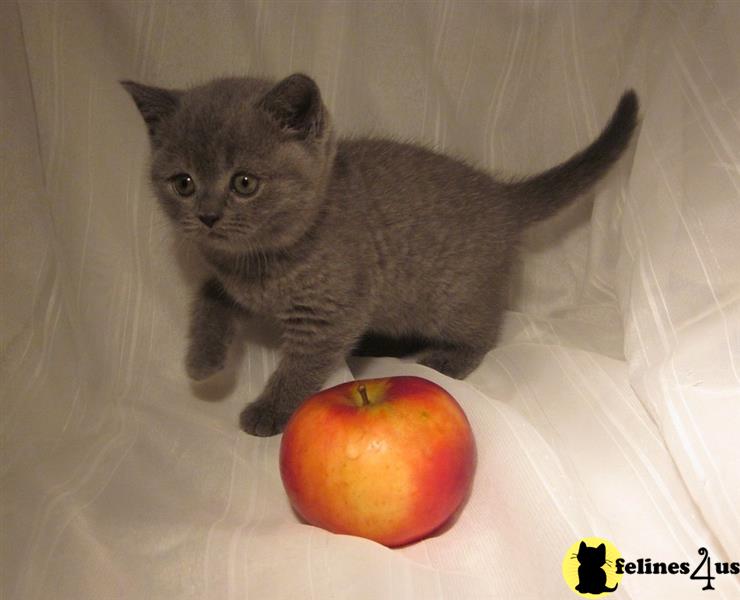 a british shorthair cat sitting next to an apple