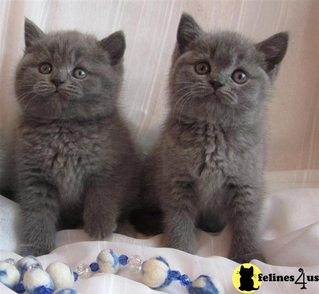 two british shorthair cats sitting next to each other