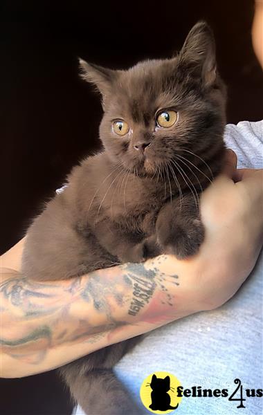 a person holding a british shorthair cat