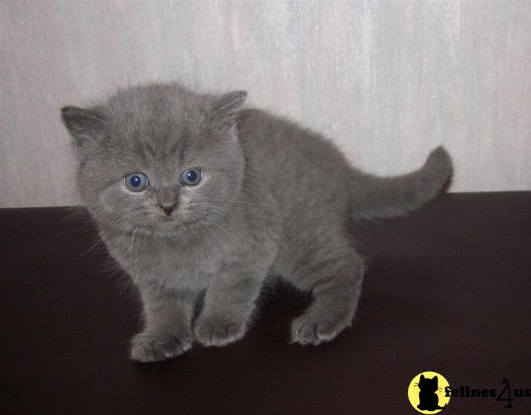 a british shorthair kitten on a couch