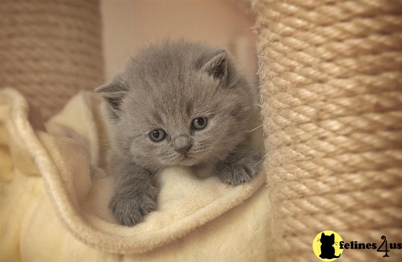 a british shorthair kitten in a basket