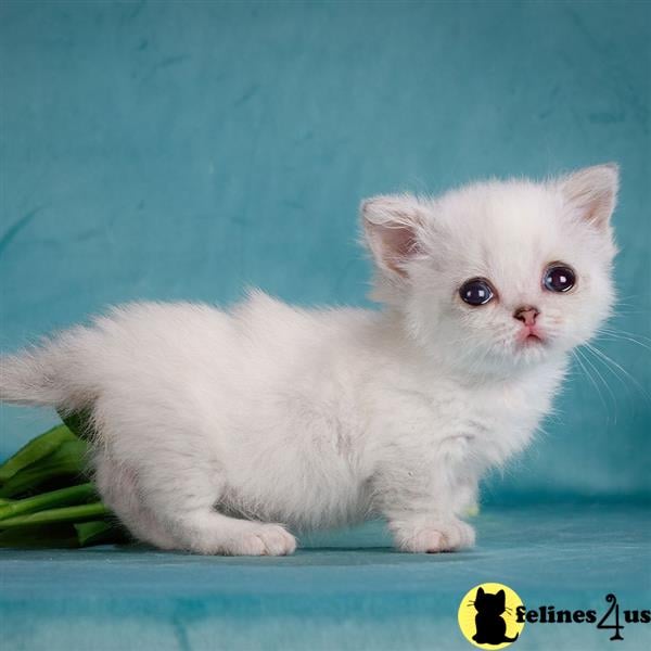 a white munchkin kitten on a blue surface