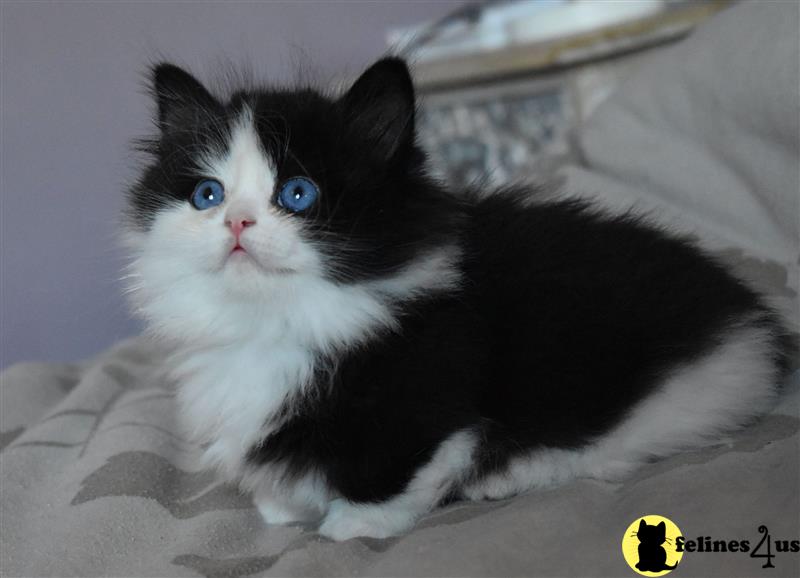 a black and white munchkin cat