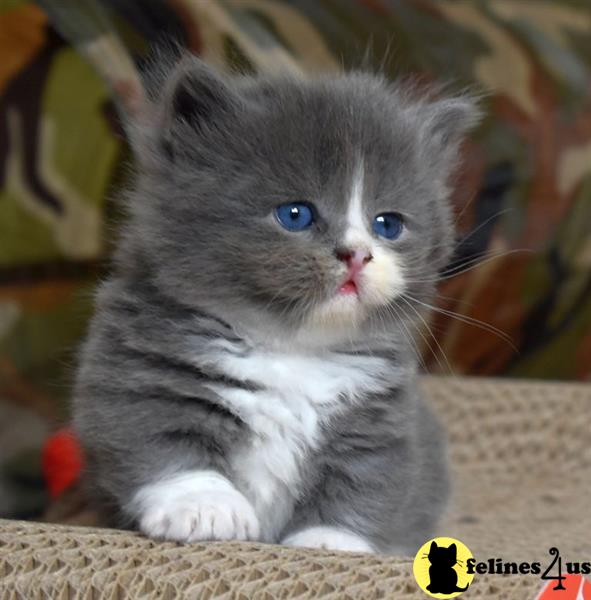 a munchkin kitten with blue eyes