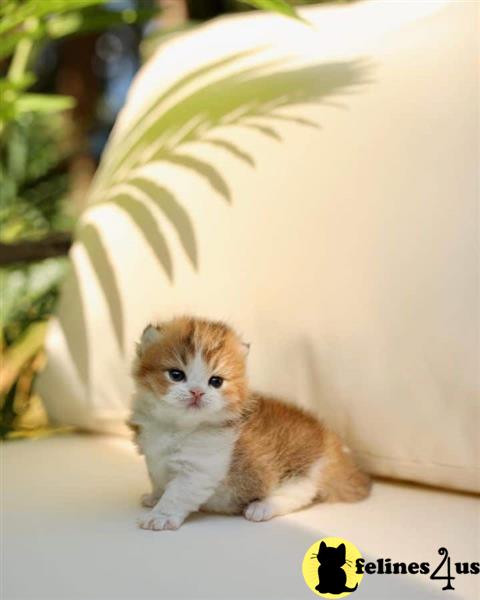 a munchkin cat sitting on a ledge