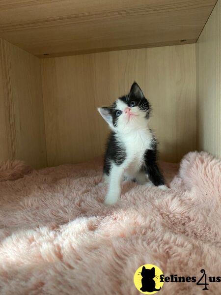 a munchkin cat sitting on a blanket