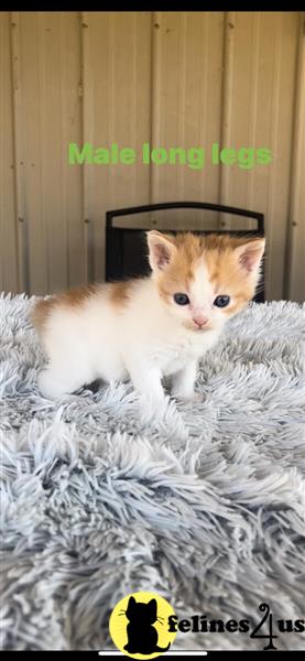 a munchkin cat sitting on a blanket