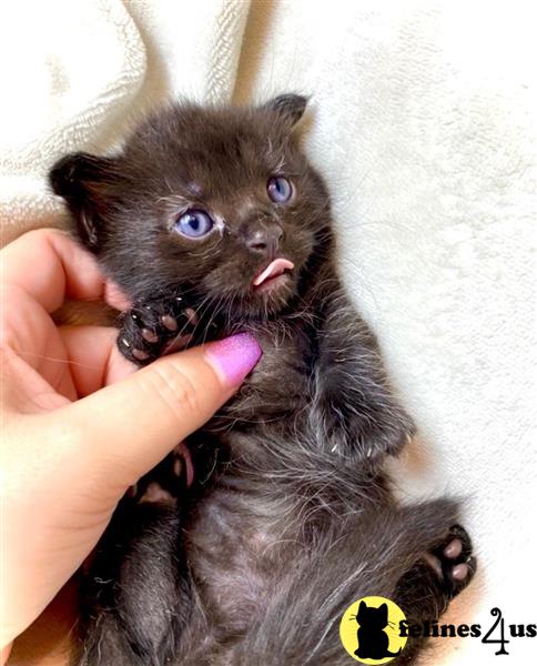 a person holding a small animal