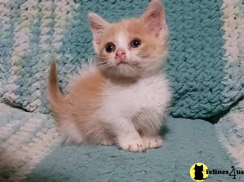 a munchkin cat sitting on a stone surface