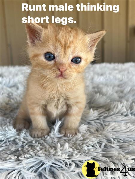 a munchkin kitten sitting on a blanket