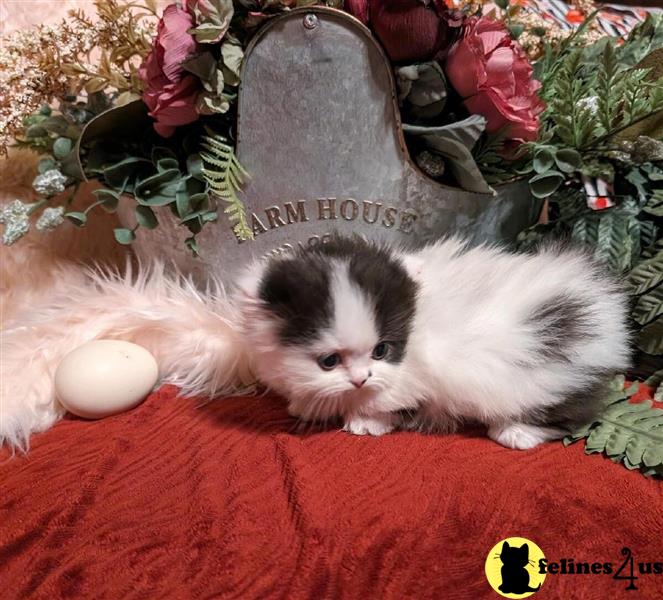 a munchkin cat sitting on a blanket