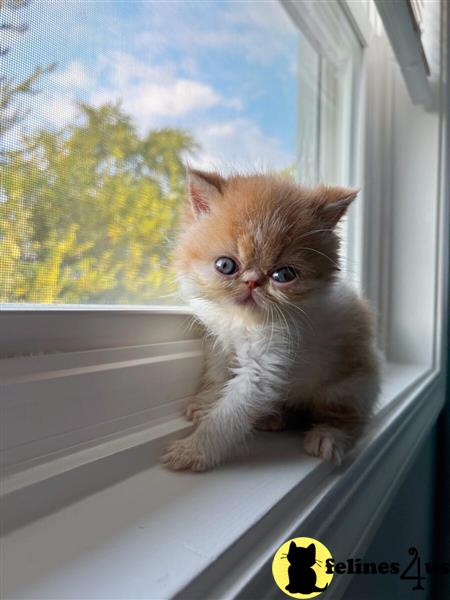 a munchkin cat sitting on a window sill looking out