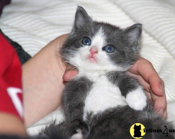 a person holding a munchkin cat