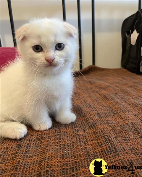 a munchkin cat sitting on a carpet