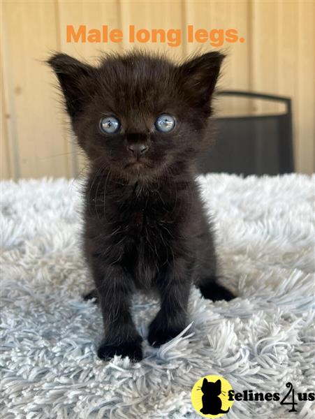 a munchkin kitten on a blanket