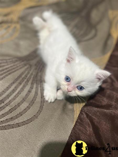 a white munchkin kitten on a couch